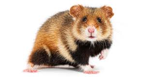 Image result for хомяк
