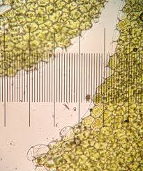 Attēlu rezultāti vaicājumam “Lophocolea coadunata”