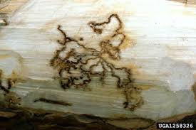 Attēlu rezultāti vaicājumam “Pissodes piniphilus”