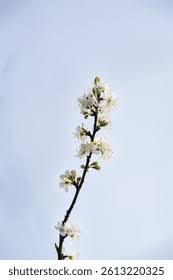 Attēlu rezultāti vaicājumam “Prunus domestica subsp. insitita”