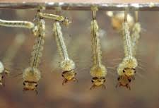 Attēlu rezultāti vaicājumam “Culex pipiens larva”