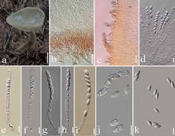 Attēlu rezultāti vaicājumam “Helvella macropus”