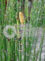 Attēlu rezultāti vaicājumam “Equisetum”