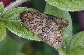 Attēlu rezultāti vaicājumam “Craniophora ligustri”