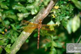 Attēlu rezultāti vaicājumam “Aeshna grandis”