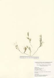 Attēlu rezultāti vaicājumam “Najas flexilis”