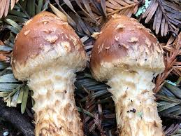 Attēlu rezultāti vaicājumam “Stropharia albocrenulata”