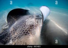 Image result for Himantura uarnak