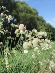 Attēlu rezultāti vaicājumam “Silene vulgaris flower”