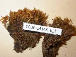 Attēlu rezultāti vaicājumam “Anastrophyllum minutum”