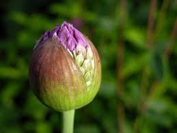 Attēlu rezultāti vaicājumam “Allium holandicum bud”