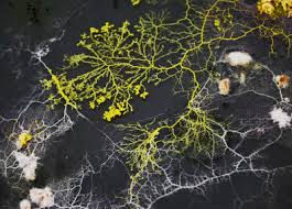 Attēlu rezultāti vaicājumam “Physarum contextum sessile”