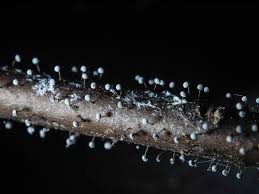 Attēlu rezultāti vaicājumam “Metatrichia sp.”