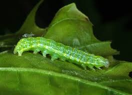 Attēlu rezultāti vaicājumam “Orthosia cruda”
