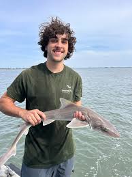 Image result for Mustelus canis