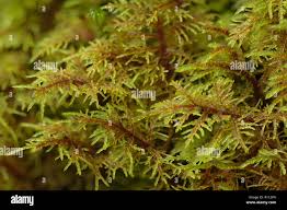 Attēlu rezultāti vaicājumam “Hylocomium splendens sporophyte”