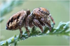 Attēlu rezultāti vaicājumam “Evarcha falcata female”