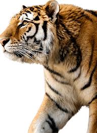 Kuvahaun tulos haulle tigers