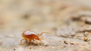 Attēlu rezultāti vaicājumam “Mesostigmata”