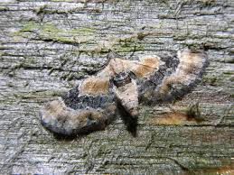 Attēlu rezultāti vaicājumam “Eupithecia linariata”