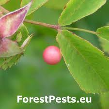Attēlu rezultāti vaicājumam “Diplolepis eglanteriae”