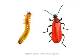 Attēlu rezultāti vaicājumam “Pyrochroidae larva”