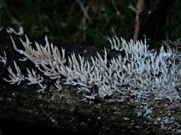 Attēlu rezultāti vaicājumam “Lentaria”