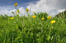Attēlu rezultāti vaicājumam “Ranunculus bulbosus flower”
