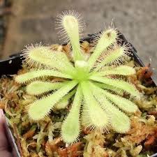 Image result for Drosera