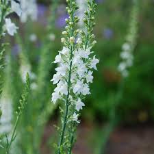 Image result for Linaria purpurea