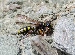 Attēlu rezultāti vaicājumam “Cerceris arenaria”