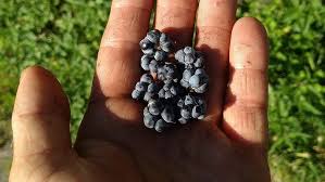 Attēlu rezultāti vaicājumam “Rubus caesius fruit”