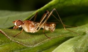 Attēlu rezultāti vaicājumam “Micropezidae”