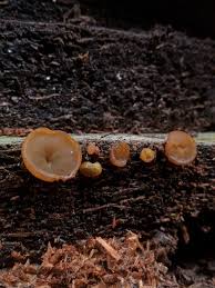 Attēlu rezultāti vaicājumam “Nectria peziza”