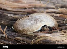 Attēlu rezultāti vaicājumam “Reticularia lycoperdon”