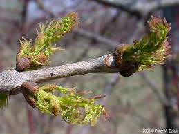 Attēlu rezultāti vaicājumam “Fraxinus pennsylvanica male flower”