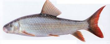 Image result for Moxostoma duquesnei