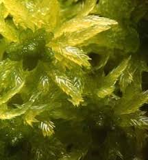 Attēlu rezultāti vaicājumam “Sphagnum platyphyllum”