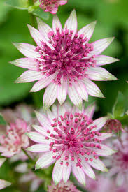 Attēlu rezultāti vaicājumam “Astrantia major”