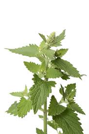 Image result for Nepeta cataria