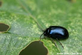 Attēlu rezultāti vaicājumam “Agelastica alni”