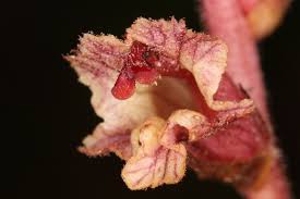 Attēlu rezultāti vaicājumam “Orobanche reticulata flower”