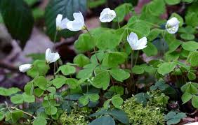 Attēlu rezultāti vaicājumam “Oxalis acetosella fruit”