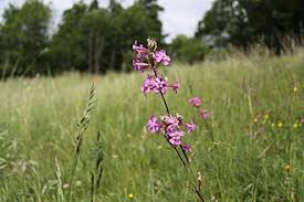 Attēlu rezultāti vaicājumam “Silene viscaria”