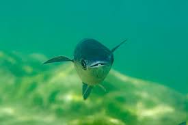 Image result for Liza ramada