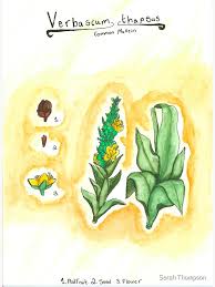 Attēlu rezultāti vaicājumam “Verbascum thapsus fruit”