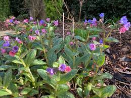 Attēlu rezultāti vaicājumam “Pulmonaria angustifolia fruit”