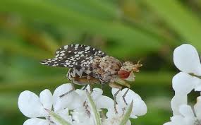 Attēlu rezultāti vaicājumam “Trypetoptera punctulata”