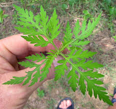 Attēlu rezultāti vaicājumam “Ambrosia artemisiifolia”