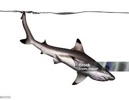 Image result for Carcharhinus melanopterus